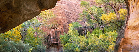 Cottonwood Ecology Group