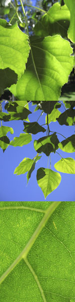 cottonwood